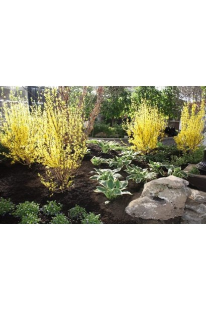  Forsythia koreana ’Kumson’ Forsythia varietas ’Kumson’